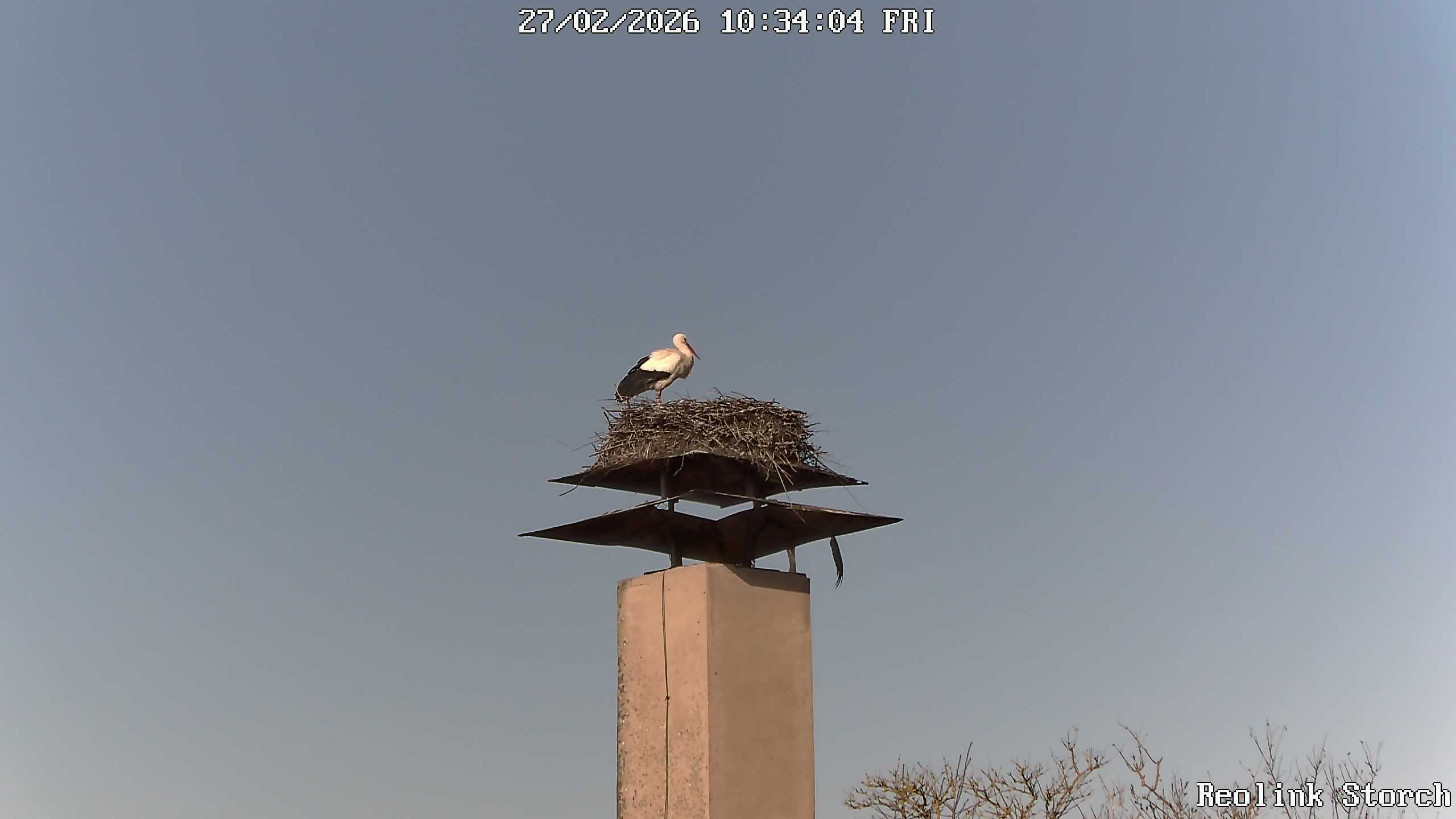 Storchencam Bild